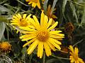 F22 Arnica Montana de christel Emelien 